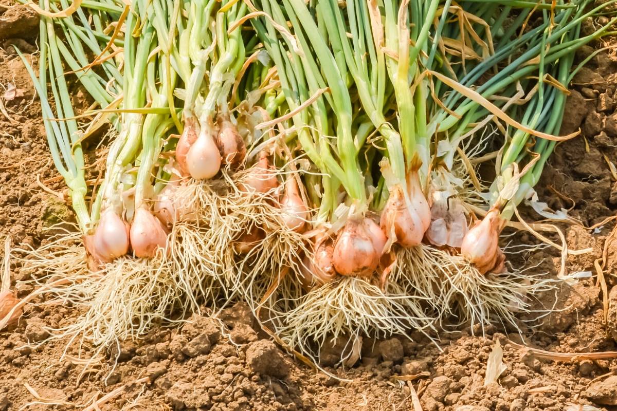 shallots